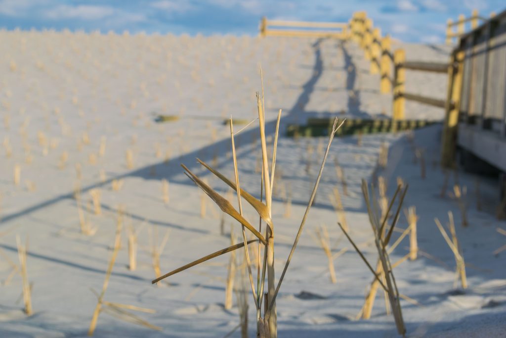 Dune grass plantings and progress on building access on replenished beaches island-wide, Feb. 2019. (Photo: Daniel Nee)