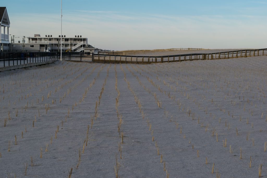 Dune grass plantings and progress on building access on replenished beaches island-wide, Feb. 2019. (Photo: Daniel Nee)