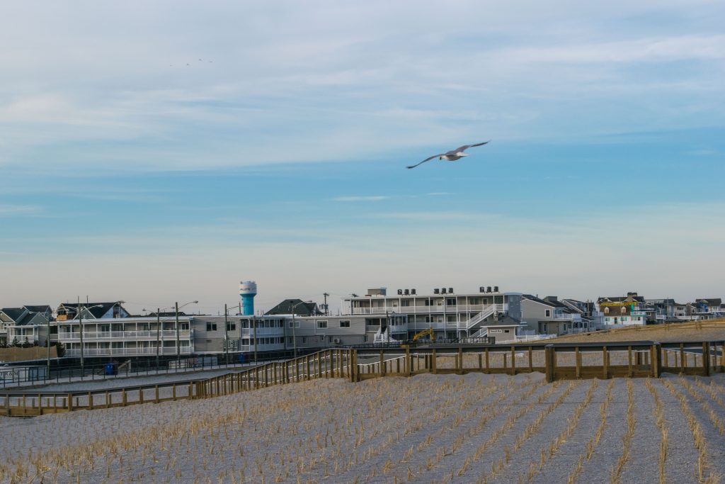 Dune grass plantings and progress on building access on replenished beaches island-wide, Feb. 2019. (Photo: Daniel Nee)
