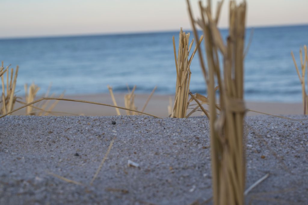 Dune grass plantings and progress on building access on replenished beaches island-wide, Feb. 2019. (Photo: Daniel Nee)