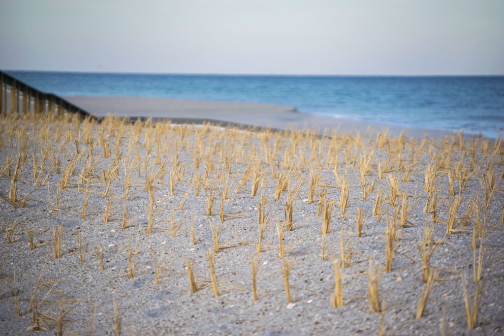 Dune grass plantings and progress on building access on replenished beaches island-wide, Feb. 2019. (Photo: Daniel Nee)