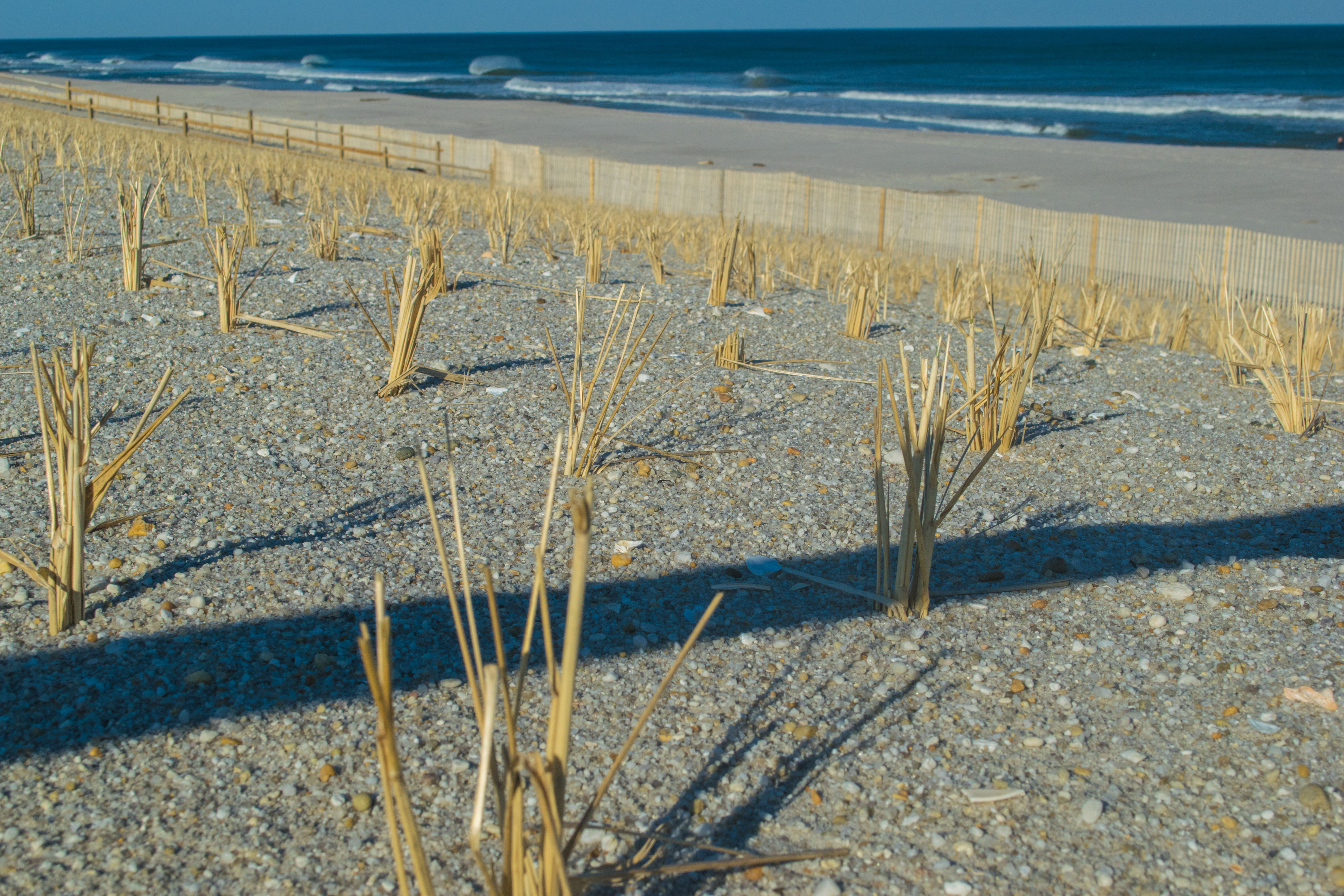 Dune grass grows in Brick, N.J., March 10, 2019. (Photo: Daniel Nee)