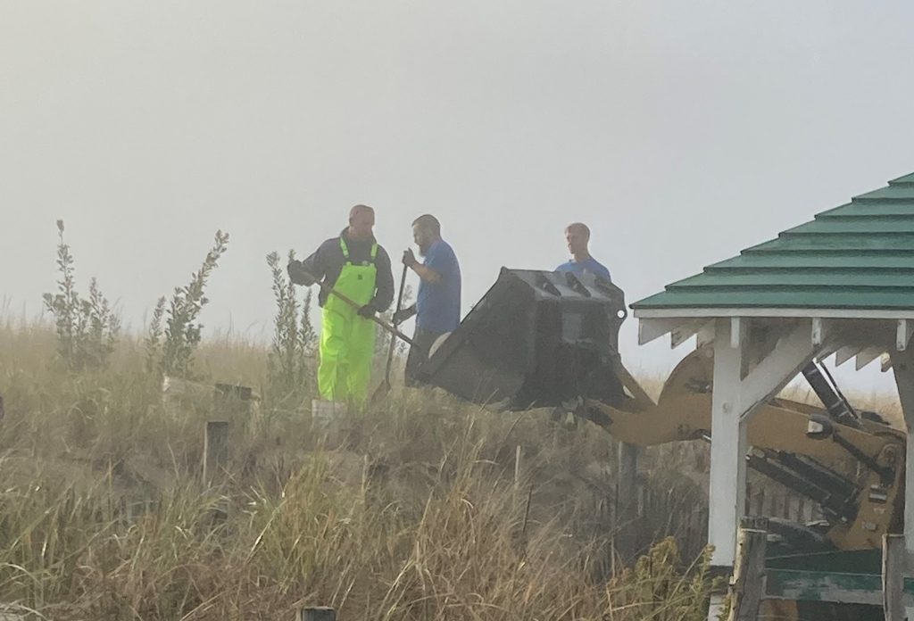 Volunteers plant dune shrubbery in Seaside Park, Oct. 2020. (Photo: Bob Hopkins)