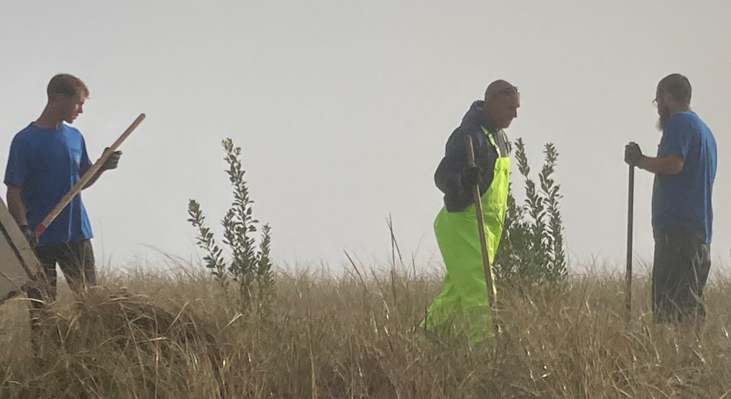 Volunteers plant dune shrubbery in Seaside Park, Oct. 2020. (Photo: Bob Hopkins)
