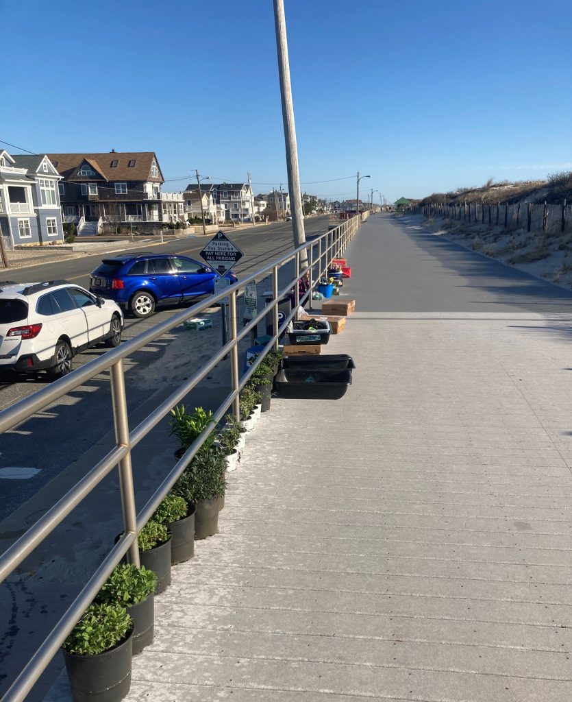 Volunteers plant species at the 7th Avenue beach in Seaside Park, March 27, 2021. (Photo: Bob Hopkins)
