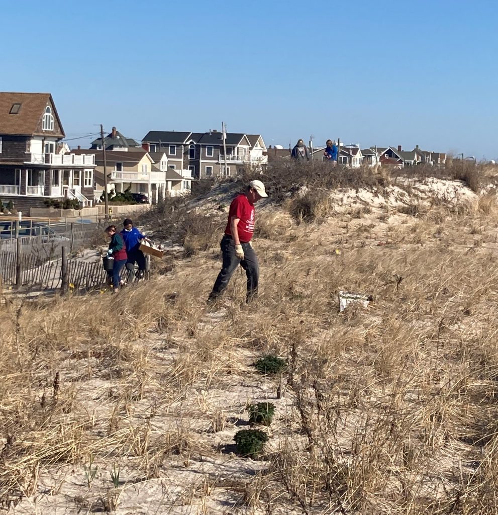 Volunteers plant species at the 7th Avenue beach in Seaside Park, March 27, 2021. (Photo: Bob Hopkins)