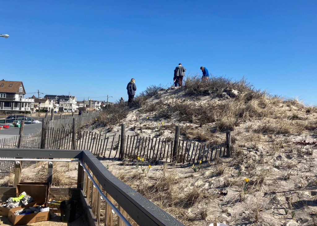 Volunteers plant species at the 7th Avenue beach in Seaside Park, March 27, 2021. (Photo: Bob Hopkins)