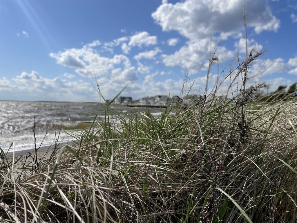 Dune grass whipped up by high winds, April 20, 2021. (Photo: Daniel Nee)