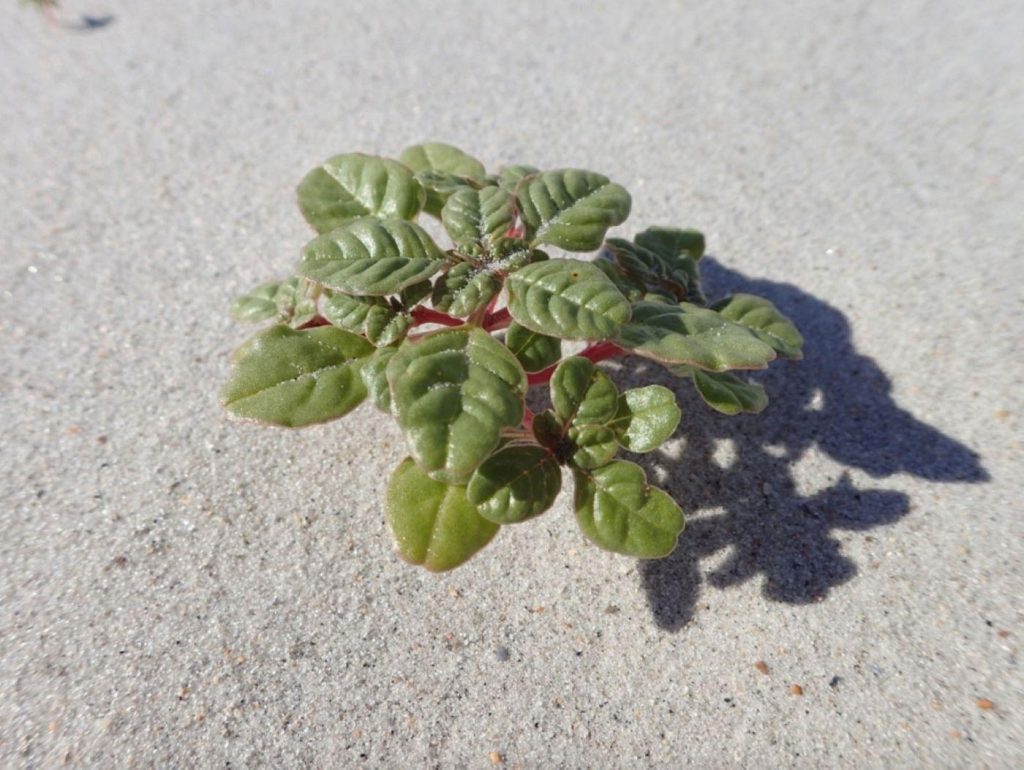 Seabeach amaranth. (Credit: U.S. Fish and Wildlife Service)
