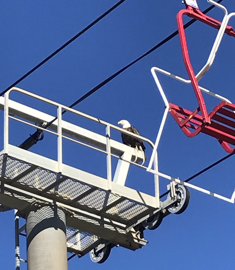 Bald eagles made an appearance on the Seaside Heights boardwalk Oct. 19, 2021. (Credit: Diane Il Grande)