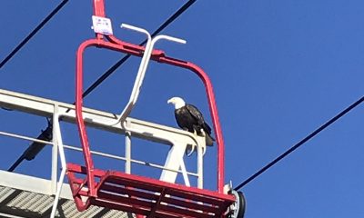 Bald eagles made an appearance on the Seaside Heights boardwalk Oct. 19, 2021. (Credit: Diane Il Grande)