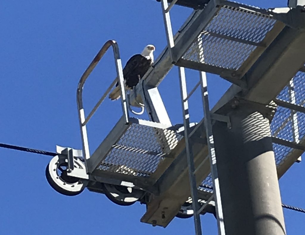 Bald eagles made an appearance on the Seaside Heights boardwalk Oct. 19, 2021. (Credit: Diane Il Grande)