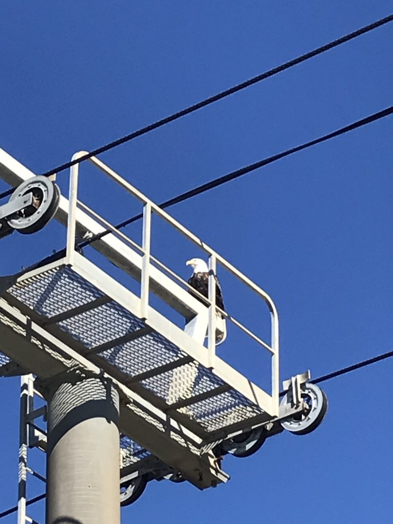 Bald eagles made an appearance on the Seaside Heights boardwalk Oct. 19, 2021. (Credit: Diane Il Grande)