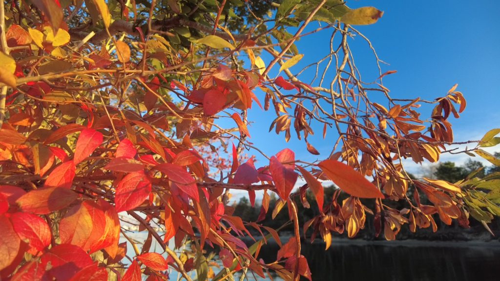 Spectacular fall foliage at F-Cove in Brick Township, Oct. and Nov. 2021. (Photo: Daniel Nee)