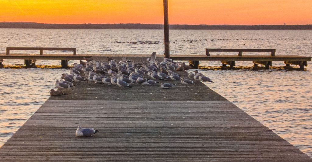 Sunset on Barnegat Bay, Jan. 4, 2022. (Photo: Daniel Nee)
