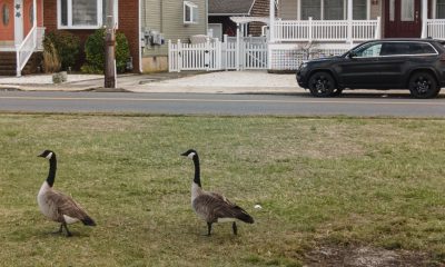 Canada geese walk in a local park along Barnegat Bay. (Photo: Daniel Nee)