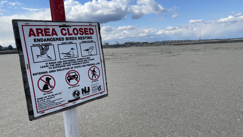 A closed-off area in Point Pleasant Beach where piping plovers have been found. (Photo: Daniel Nee)