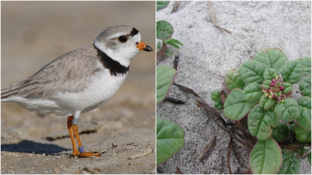 Piping plovers and seabeach amarynth. (File Photos)