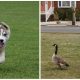A dog running in a park. (Credit: Randi Hausken/Flickr) and geese (Photo: Daniel Nee/Shorebeat)