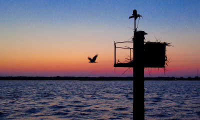 An osprey flies from a nest in Barnegat Bay on a hot summer night, July 2022. (Photo: Daniel Nee)