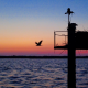An osprey flies from a nest in Barnegat Bay on a hot summer night, July 2022. (Photo: Daniel Nee)