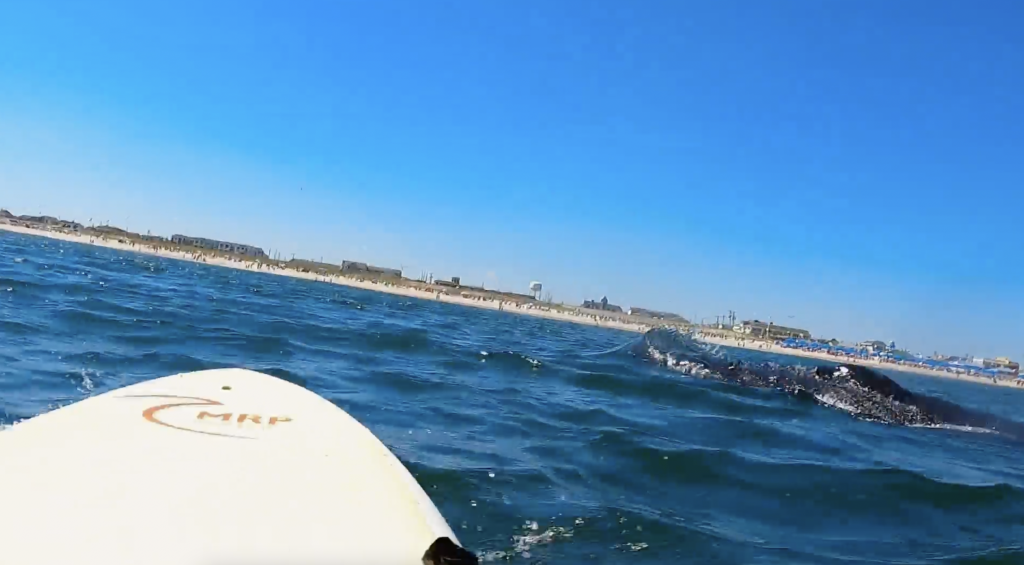 A whale breached the surface directly beside a lifeguard on a rescue surf board in Seaside Park, N.J., Sept. 1, 2022. (Screenshot: Kate Rizzo)