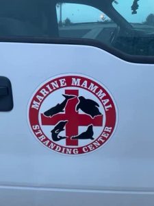A seal rescued by Brick police officers while trying to cross Route 35, Feb. 27, 2023. (Photo: Brick Twp. Police)