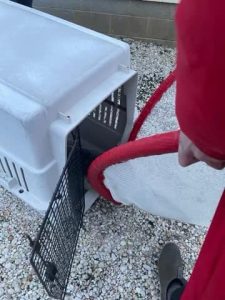 A seal rescued by Brick police officers while trying to cross Route 35, Feb. 27, 2023. (Photo: Brick Twp. Police)