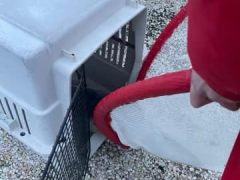 A seal rescued by Brick police officers while trying to cross Route 35, Feb. 27, 2023. (Photo: Brick Twp. Police)