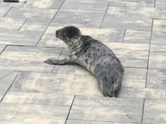 A seal rescued by Brick police officers while trying to cross Route 35, Feb. 27, 2023. (Photo: Brick Twp. Police)