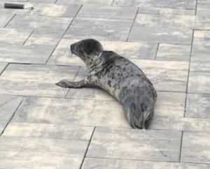 A seal rescued by Brick police officers while trying to cross Route 35, Feb. 27, 2023. (Photo: Brick Twp. Police)