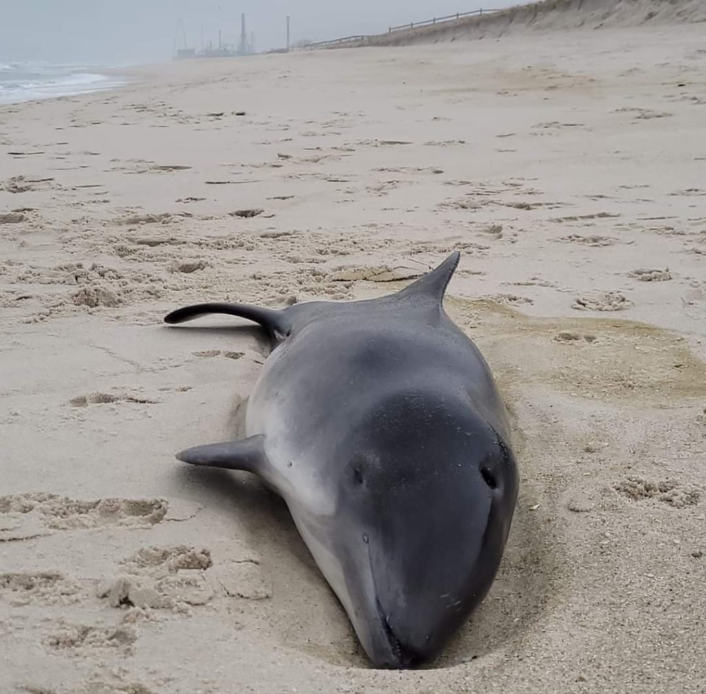 A porpoise washed up on Sixth Avenue in Ortley Beach, March 28, 2023. (Photo Credit: Stanley Poulson)