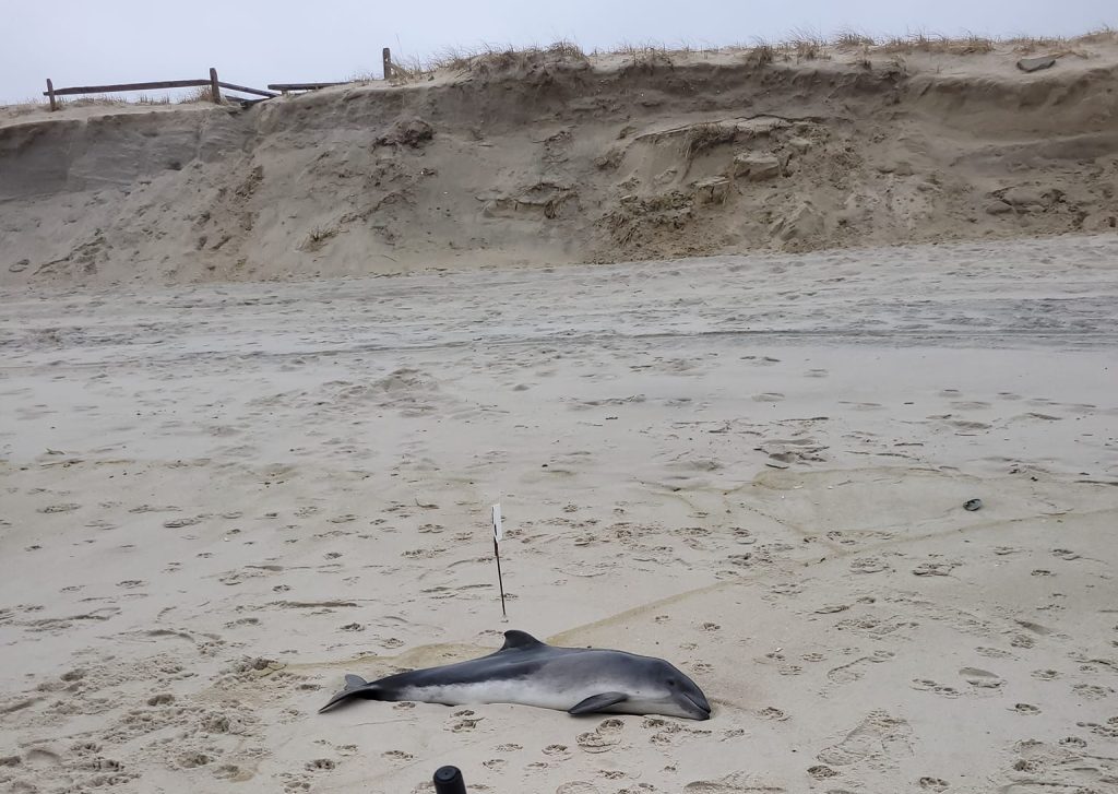 A porpoise washed up on Sixth Avenue in Ortley Beach, March 28, 2023. (Photo Credit: Stanley Poulson)