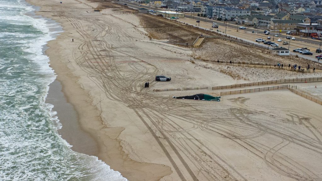 A whale washes ashore at Funtown Beach, Seaside Park, N.J., March 2, 2023. (Photo: Daniel Nee)