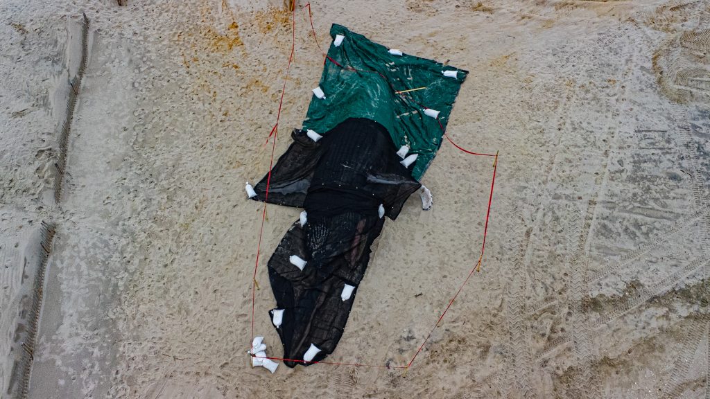 A whale washes ashore at Funtown Beach, Seaside Park, N.J., March 2, 2023. (Photo: Daniel Nee)