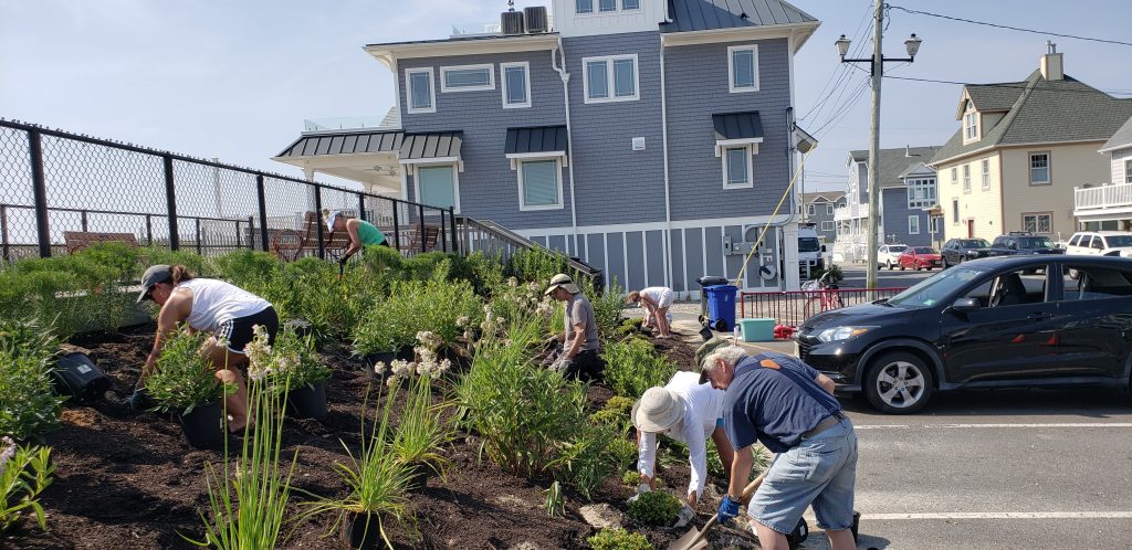 A pollinator garden planted along the boardwalk in Ortley Beach, N.J., July 2023. (Photo: Sharon Colucci)