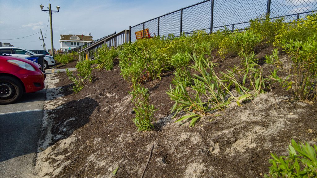 A pollinator garden planted along the boardwalk in Ortley Beach, N.J., July 2023. (Photo: Shorebeat)