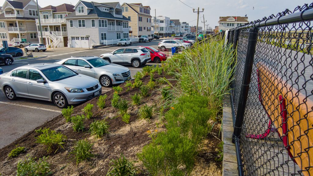 A pollinator garden planted along the boardwalk in Ortley Beach, N.J., July 2023. (Photo: Shorebeat)