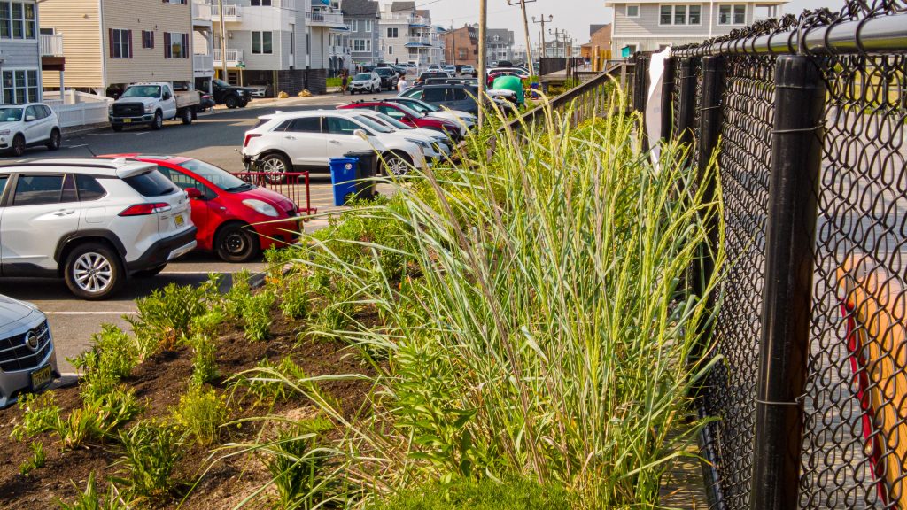 A pollinator garden planted along the boardwalk in Ortley Beach, N.J., July 2023. (Photo: Shorebeat)