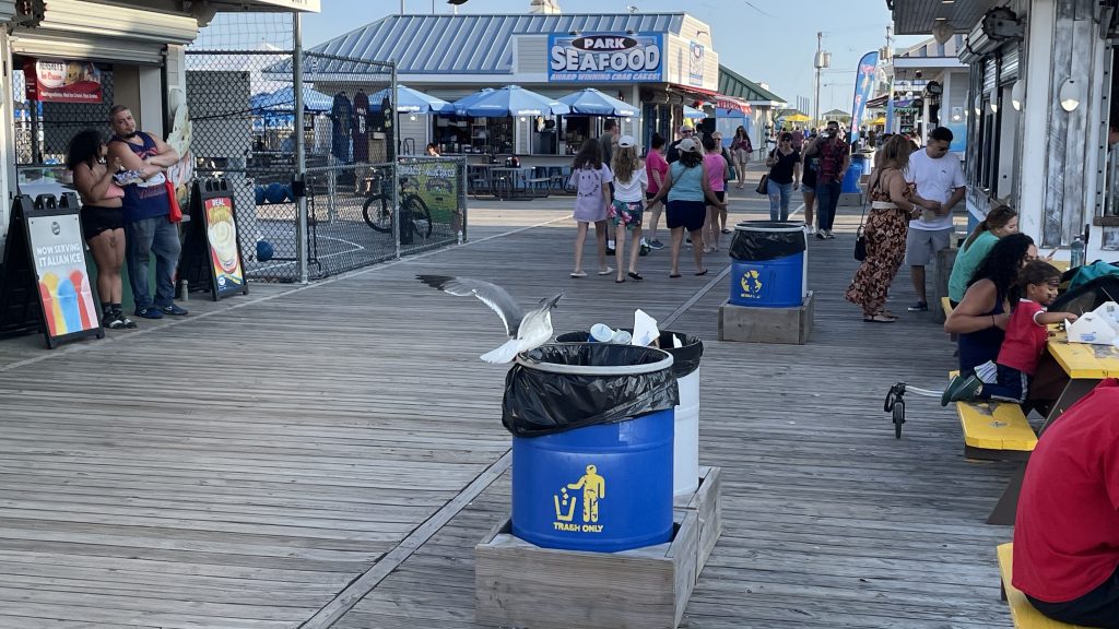 Seagulls converge upon outdoor dining areas in Seaside Heights, N.J., Aug. 2, 2023. (Photo: Shorebeat)