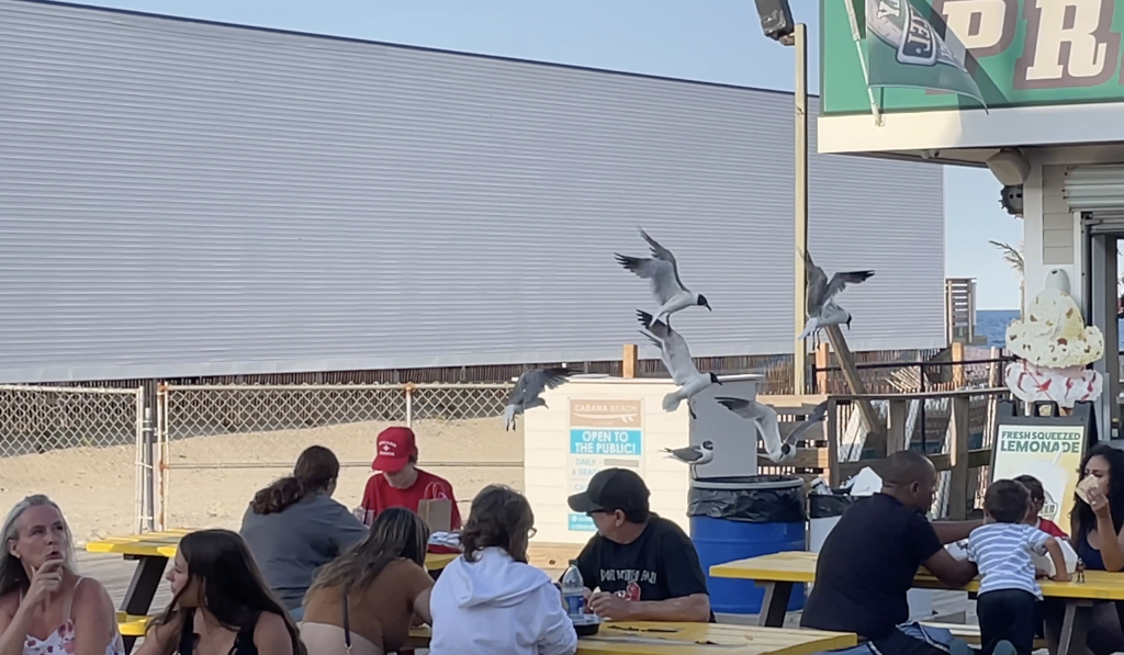 Seagulls converge upon outdoor dining areas in Seaside Heights, N.J., Aug. 2, 2023. (Photo: Shorebeat)