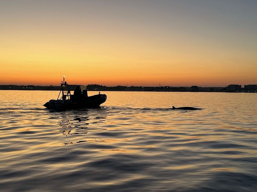 Volunteers help refloat a minke whale that had become stranded behind Island Beach State Park in Barnegat Bay, Oct. 1-7, 2023. (Photo: Marine Mammal Stranding Center)
