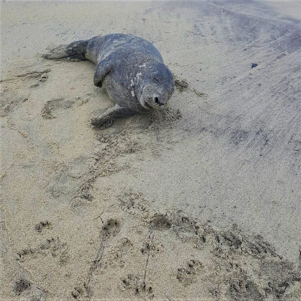 A seal resting on a New Jersey beach. (Photo: Marine Mammal Stranding Center)