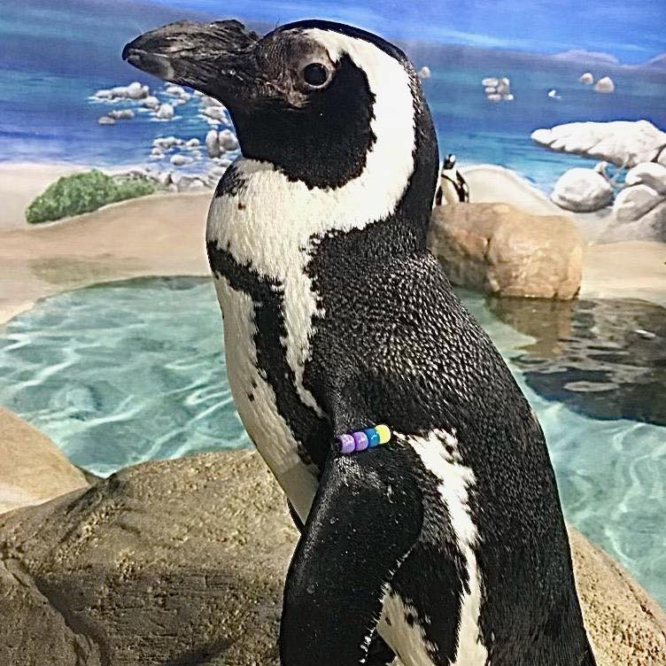 Checkers the African penguin. (Photo: Jenkinson's Aquarium)