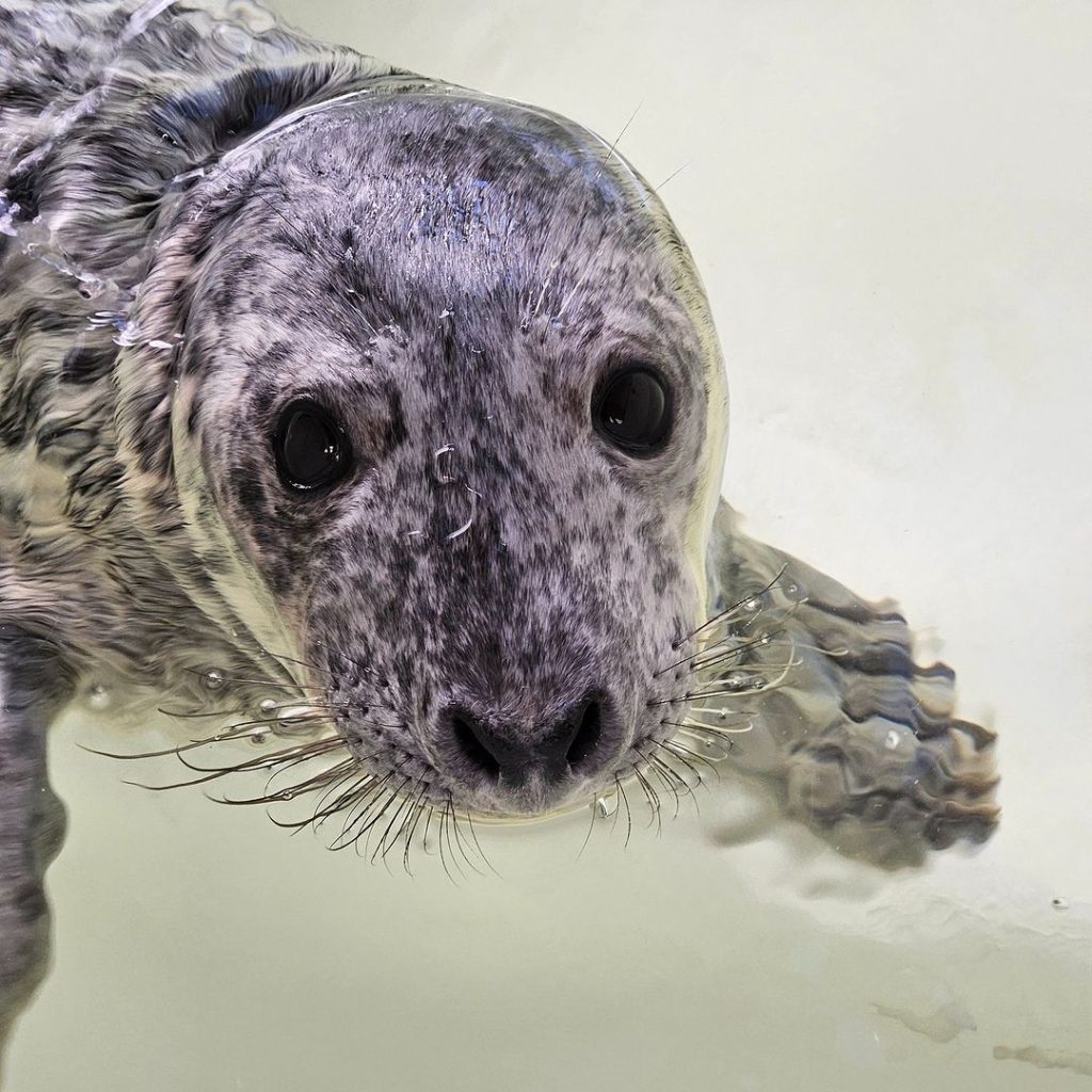 A grey seal found in the street in Point Pleasant Beach during a nor'easter, is doing much better a month later. (Photo: MMSC)