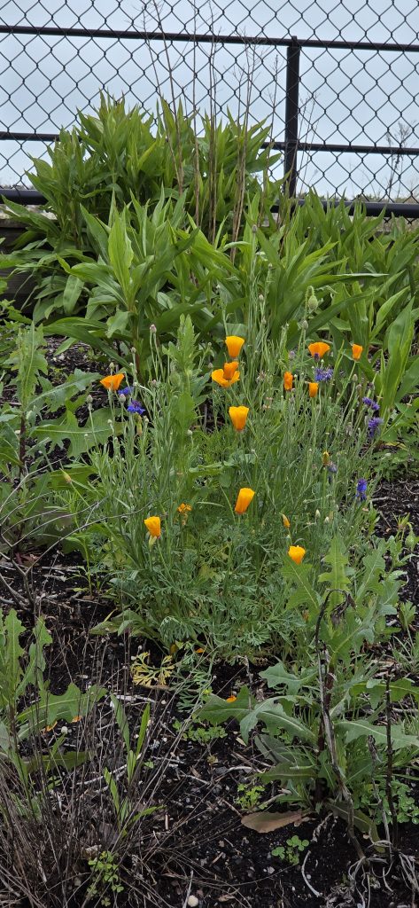 The Ortley Beach oceanfront pollinator garden near 5th Avenue. (Photo: Sharon Quilter-Colucci)