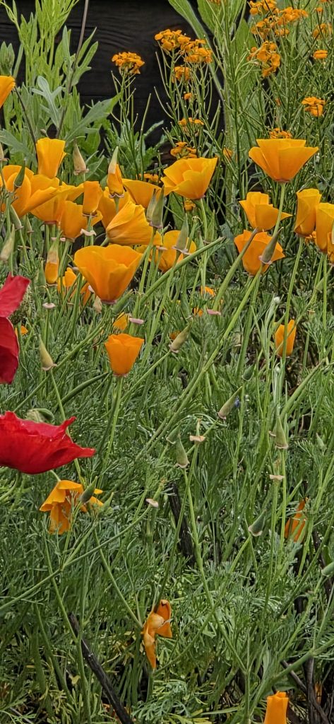 The Ortley Beach oceanfront pollinator garden near 5th Avenue. (Photo: Sharon Quilter-Colucci)