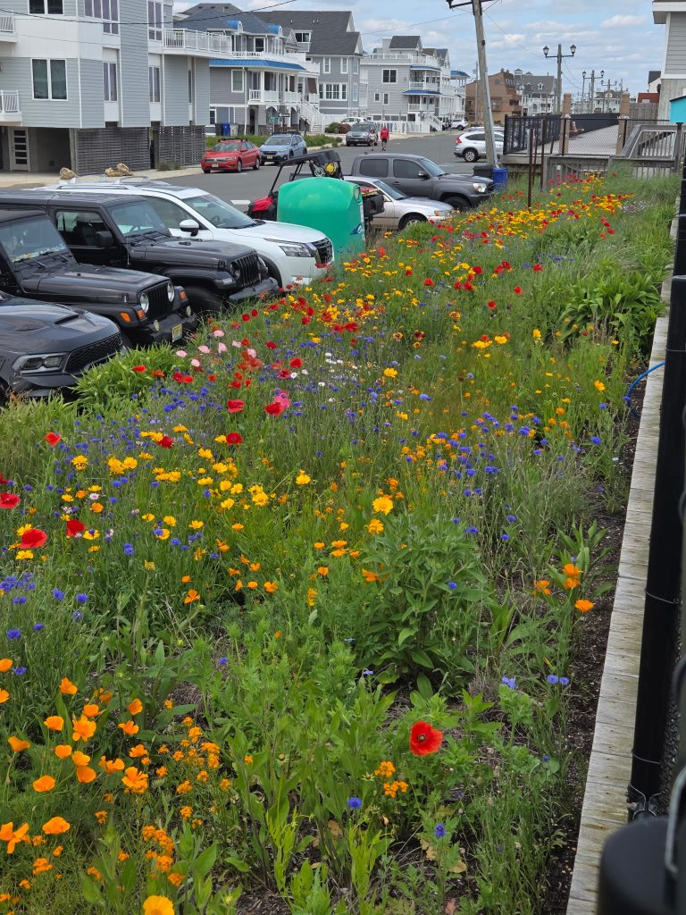 The Ortley Beach oceanfront pollinator garden near 5th Avenue. (Photo: Sharon Quilter-Colucci)