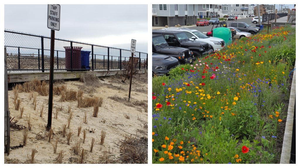 The Ortley Beach oceanfront pollinator garden near 5th Avenue. (Photo: Sharon Quilter-Colucci)