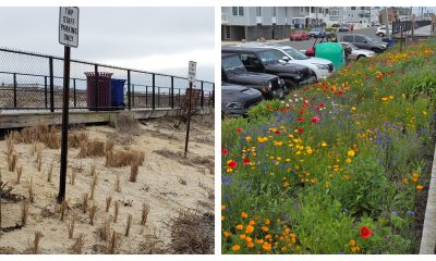 The Ortley Beach oceanfront pollinator garden near 5th Avenue. (Photo: Sharon Quilter-Colucci)